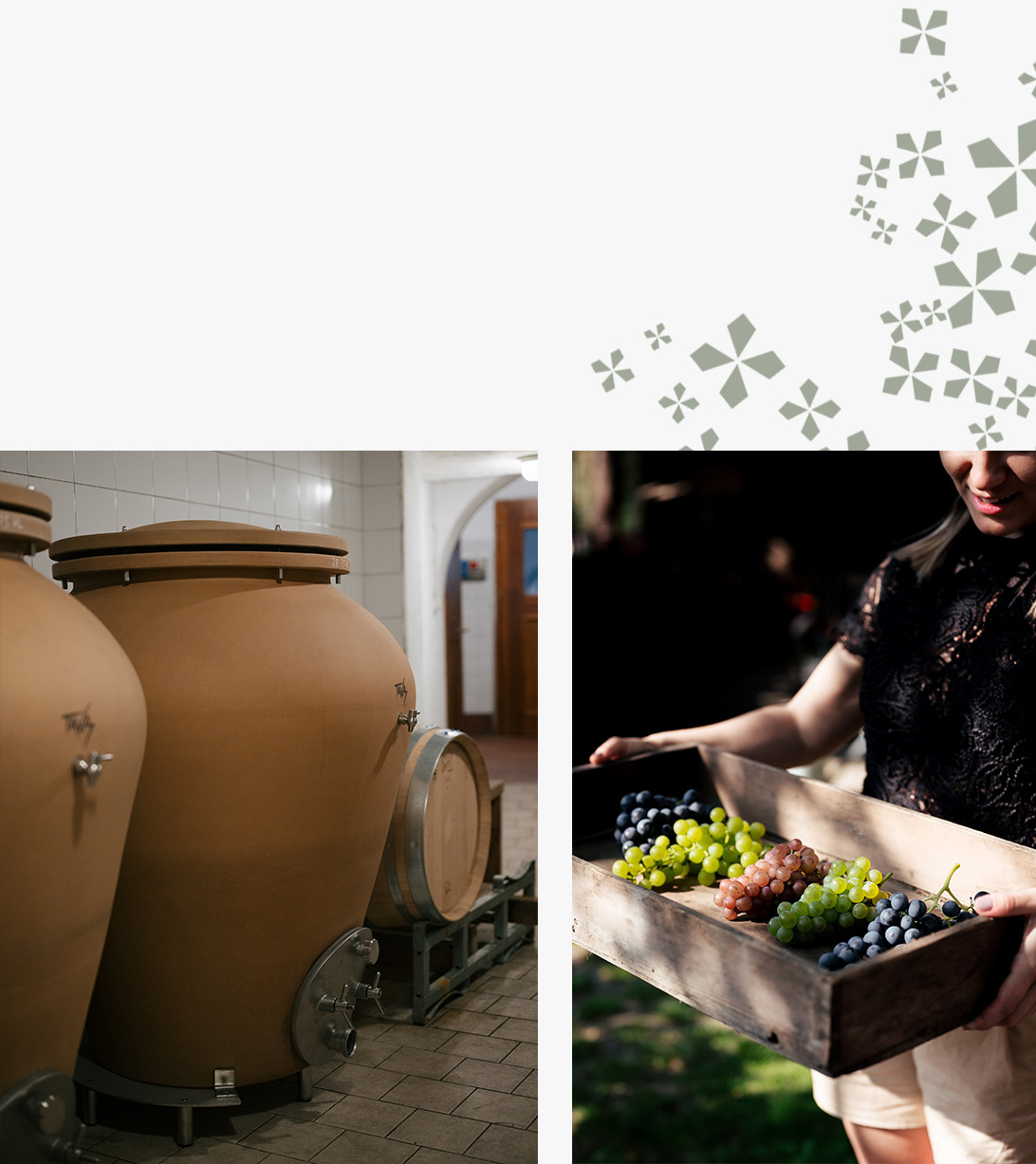 weinberge_bottom_pic4 biodynamischer wein